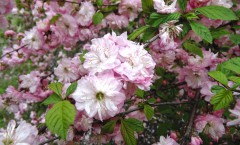 ЧЕЛЯБИНСК: цветение сакуры