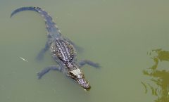 VIET NAM: Yang Bay. Крокодиловая ферма Khatoco